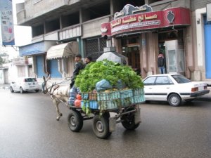 Donkey cart piled high in a Gaza street